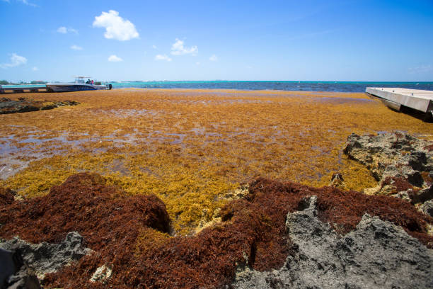 Lancement officiel du GIP anti-sargasse en Martinique